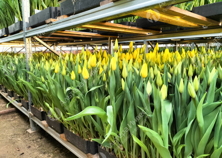Тепличный комплекс | Выращивание тюльпанов и клубники  Фото - 1