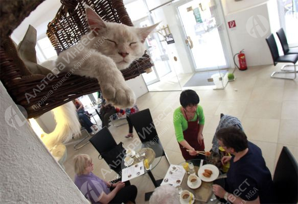 Антикафе с приютом для котов в крупном лофт-проекте Центрального района Фото - 1