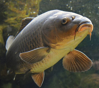 💡 Бизнес-идея: 🐟 разведение карпов в прудах